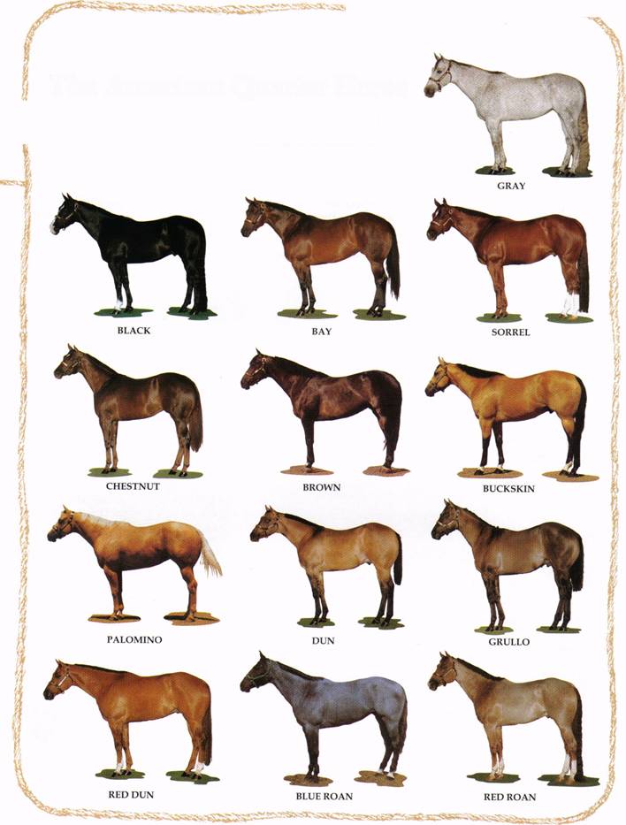 Quarter Horse Color Chart