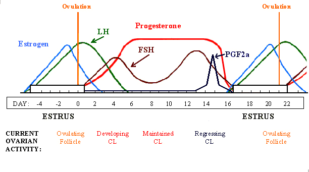 The Hormones of the Mares Estrous Cycle