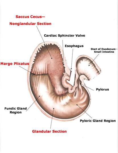 Nutrition for Maximum Performance - Lesson 1 upper esophageal sphincter diagram 